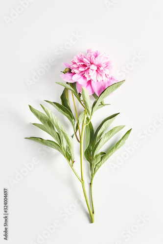 beautiful peony flower on pink color on white background. vertical frame, top view