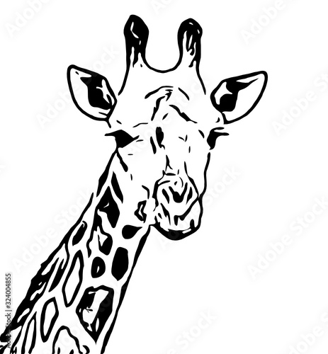vector illustration of cartoon giraffe