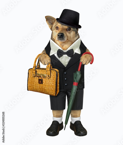 The beige fashionably dressed dog is holding a cane umbrella and a brown leather briefcase. He looks like a gentleman. White background. Isolated.