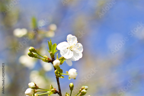  white cherry blossom