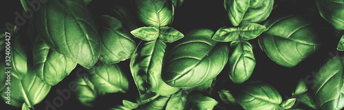 Fresh green basil leaves pattern texture full frame toned background banner. Poster