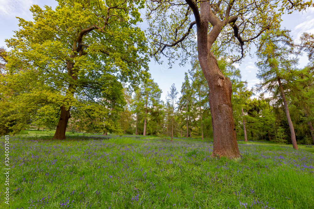 Obraz premium The beautiful natural landscape of the Kew Garden