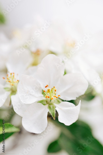 Fototapeta Naklejka Na Ścianę i Meble -  apple tree flowers close-up