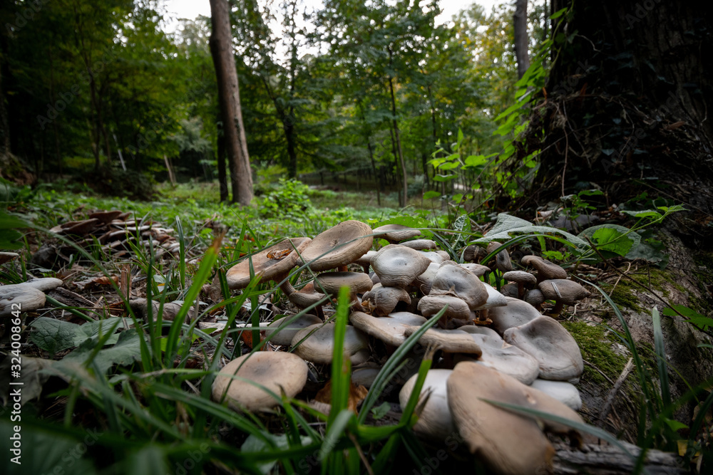 Obraz premium mushrooms in forest