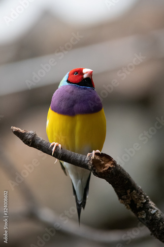 Fotografie El diamante de Gould (Erythrura gouldiae)​ es una especie de ave paseriforme