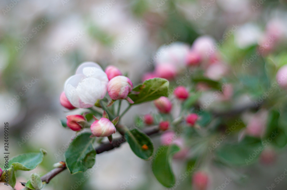 Large colorful white-pink flowers of a spring blossoming apple tree. Sprig with blooming delicate lemons buds. Large colorful white-pink flowers of a spring blossoming apple tree. Sprig with blooming delicate lemons buds.