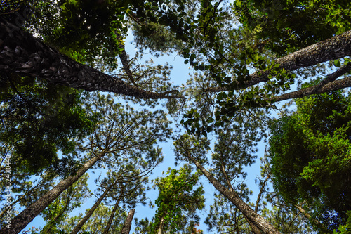 Bosque, vista de baixo para cima. Céu azul e árvore na natureza