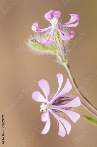 Silene colorata Cloven-Petalled Campion star-shaped purple flower very common on the edge of roads and nitrified meadows of Andalusia photo