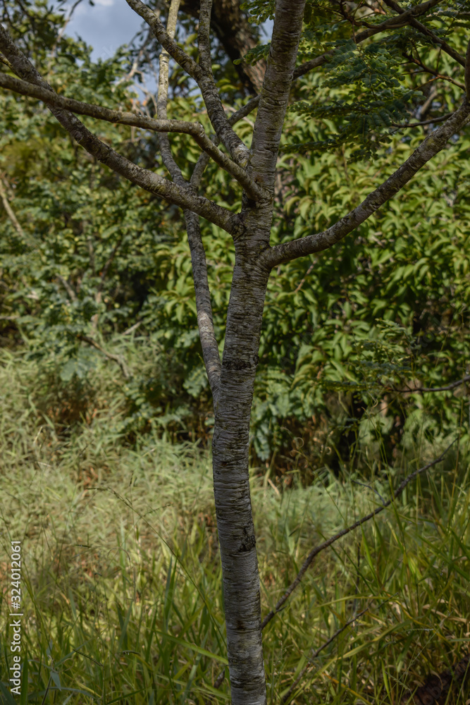 Árvore em paisagem do Cerrado