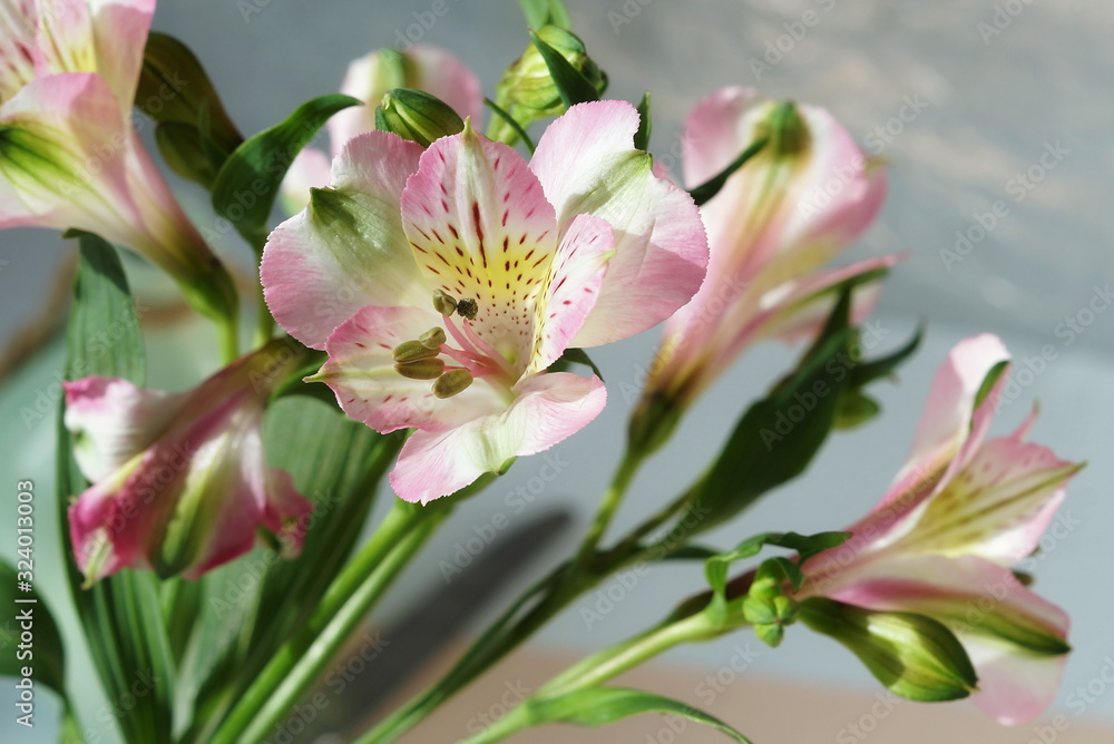 Fototapeta premium Flowers background. Alstroemeria flowers close up