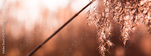 reed field