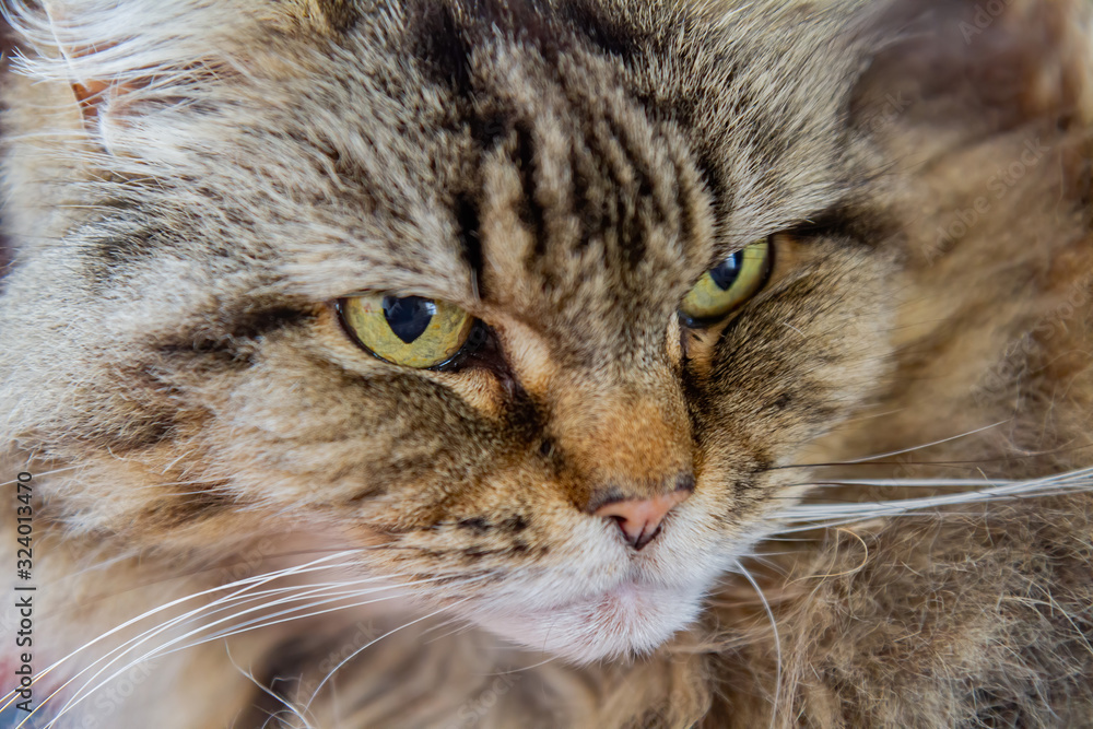 Close up shot of a cute cate in a house Close up shot of a cute cate in a house