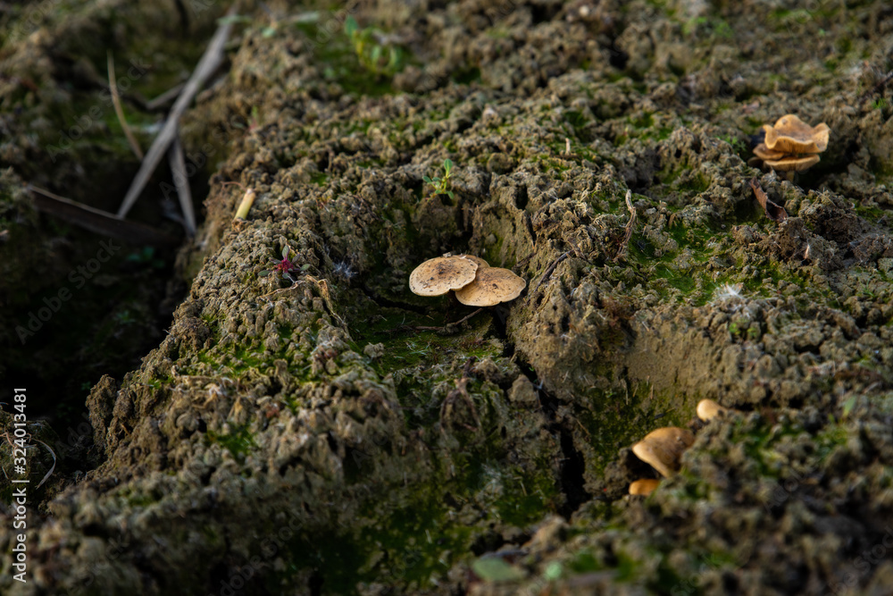 Mushrooms in the nature Mushrooms in the nature