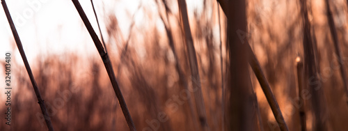 reed field