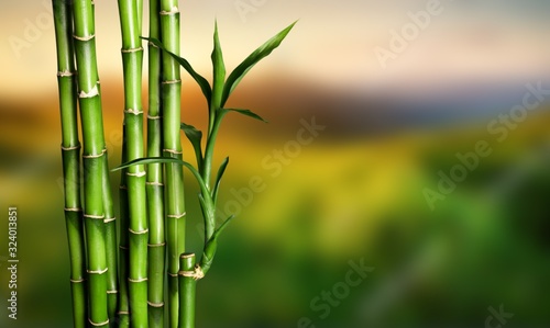 Fototapeta Naklejka Na Ścianę i Meble -  Many bamboo stalks on blurred background