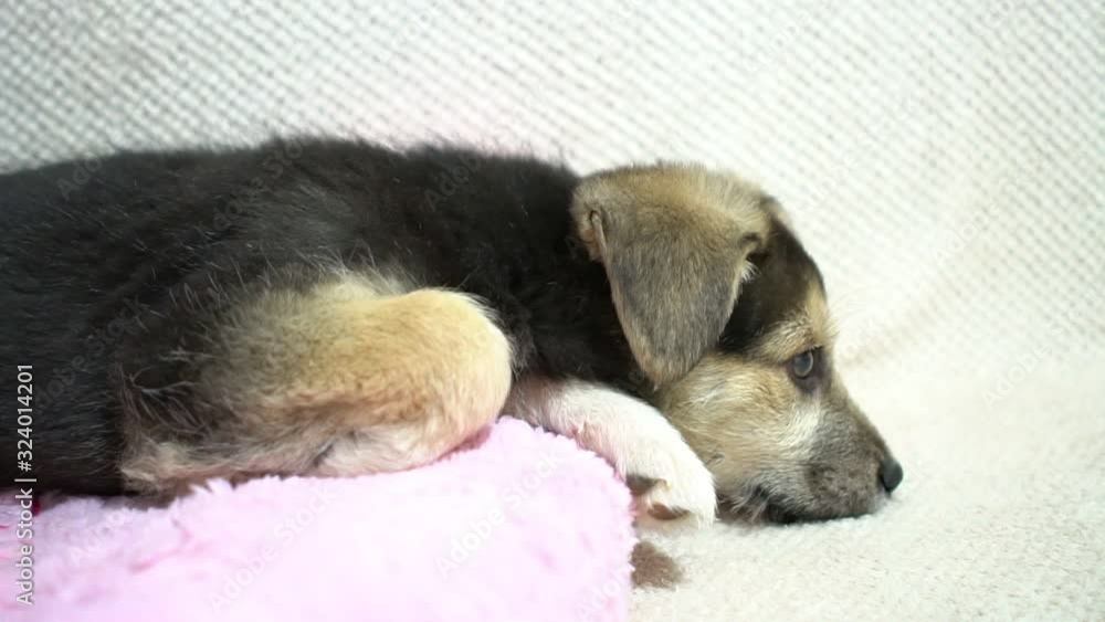 Funny portrait of cute puppy dog on couch. New lovely member of family little dog at home. Pet care and animals concept