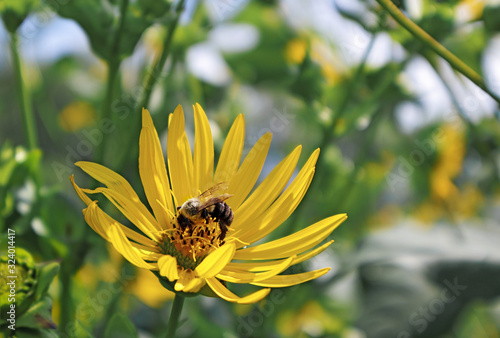 Yellow flower with pollinating bee in Arnold Arboretum of Harvard University, Boston, Massachusetts photo