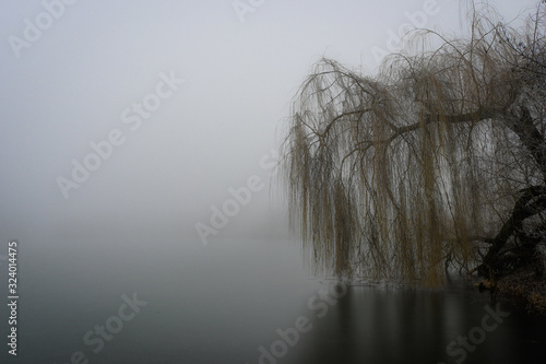 Fototapeta Naklejka Na Ścianę i Meble -  Willow tree over lake in fog. Mysterious fog over the lake 