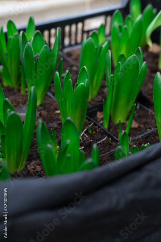 Spring sunny still life with sprouts of hyacinths potted and watered  selective focus