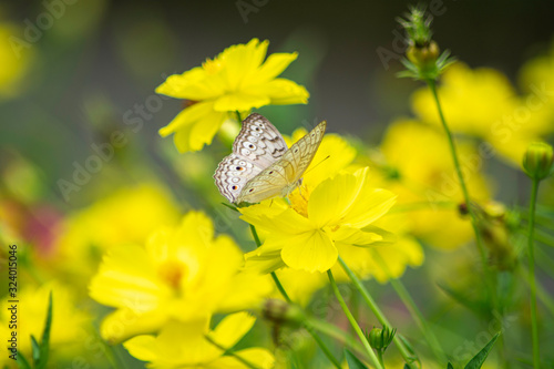 Multicolor butterfly sitting on a yellow flower © gunungkawi