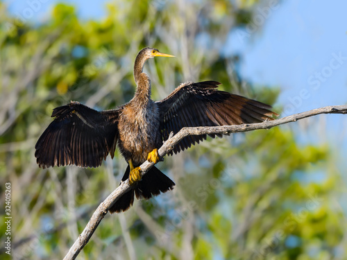 Anhinga with Open Wings Portrait  © FotoRequest