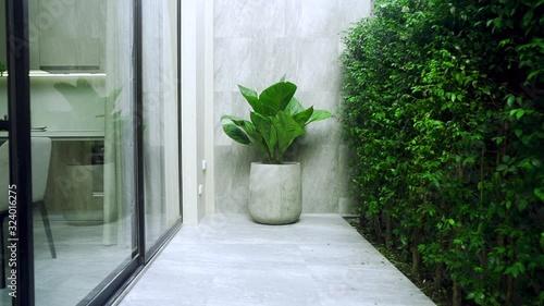 Beautiful house decoration plant tree