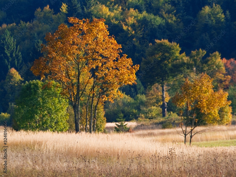 Fototapeta premium forest