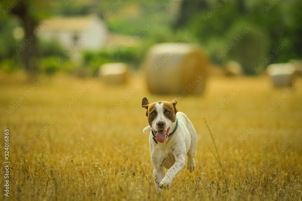 Joyful Jack Russell Terrier with open mouth and tongue out with collar running on field in countryside looking at camera Joyful Jack Russell Terrier with open mouth and tongue out with collar running on field in countryside looking at camera
