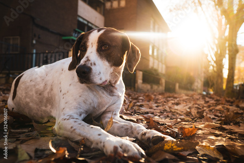 Cute white dog with brown spot lying down on the street full of autumn tree leaves during sunset looking away photo