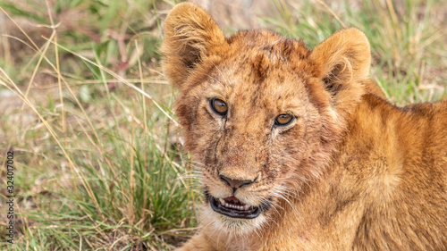 Lion - Masa   Mara Kenya