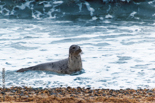 Grey seal baby pup, known as Atlantic horsehead seal or Halichoerus grypus, ashore to breed in England