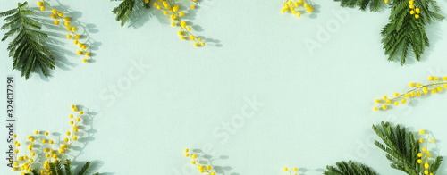 Spring flowers background banner. Mimosa flowers frame, border with copy space on mint backdrop. Easter, Women's day concept. Top view.