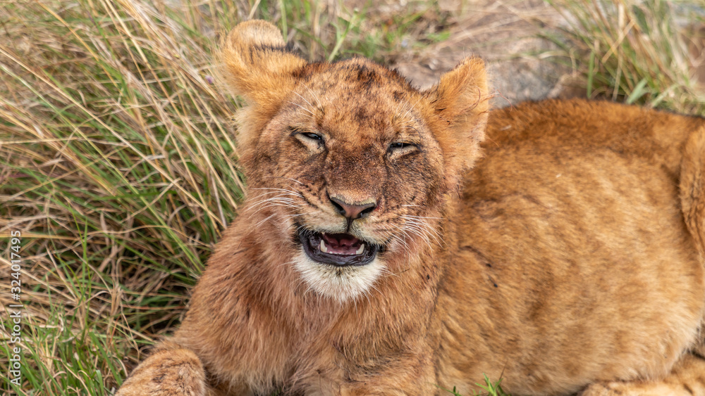 Lion - Masaï Mara Kenya Lion - Masaï Mara Kenya