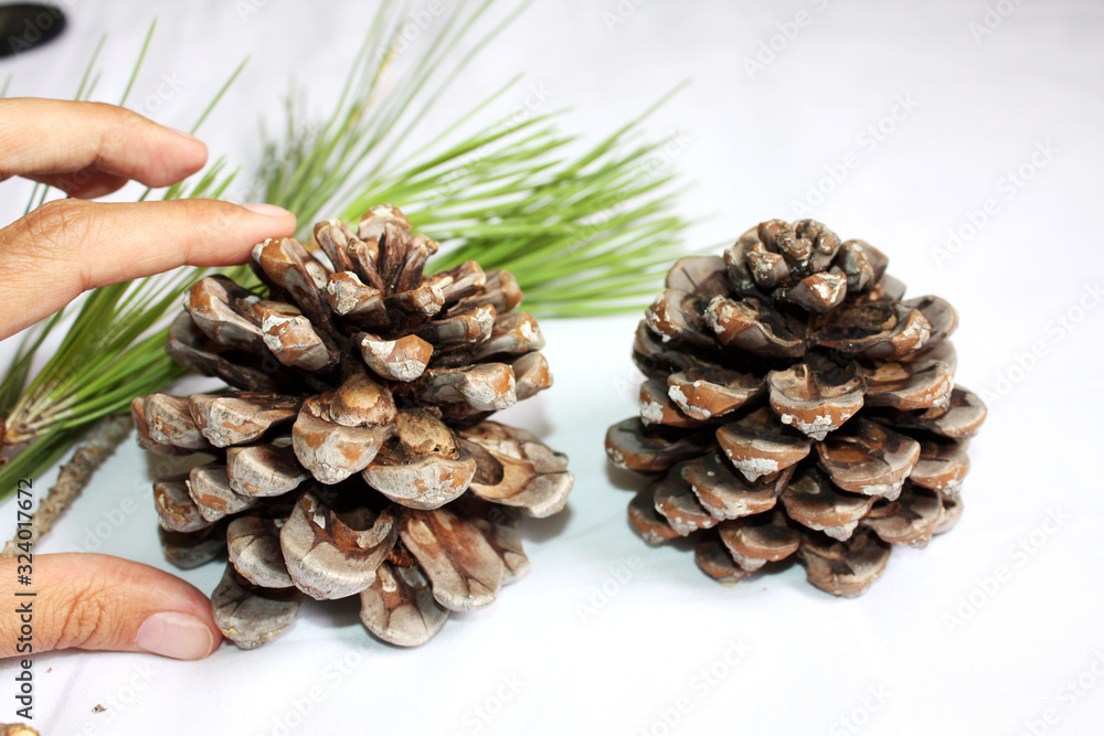 Branch of Italian pine with cone and green fir.