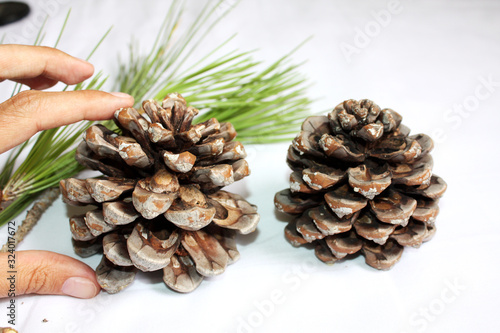 Obraz na płótnie Branch of Italian pine with cone and green fir. w salonie