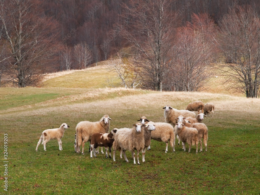 Obraz premium forest