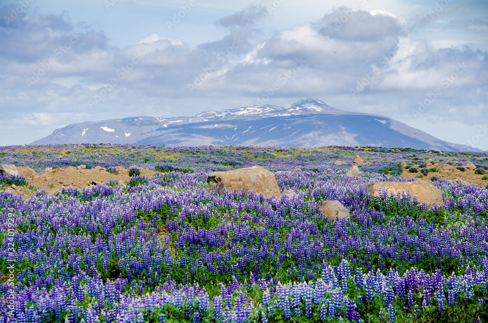 Obraz premium lavender field in Iceland
