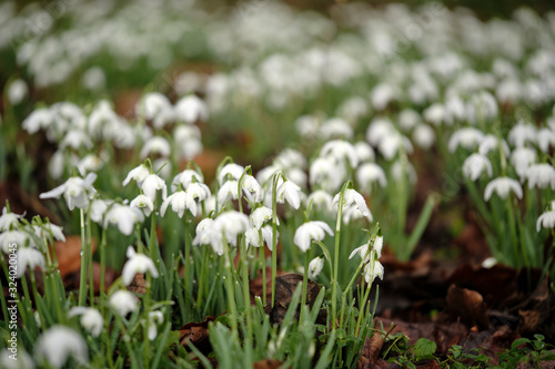 winter flowers