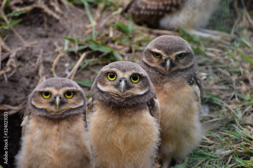 three owl chicks in the nest