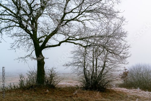 Fototapeta Naklejka Na Ścianę i Meble -  Krajobraz wiejski Podlasia, Podlaskie wierzby, Łagodna zima 2020, Dolina Narwi, Polska