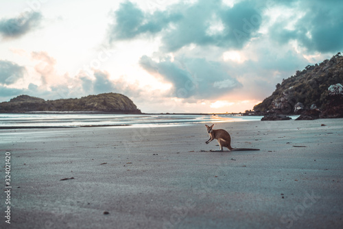 Fotografie Kangaroo at beach against cloudy sky during sunrise