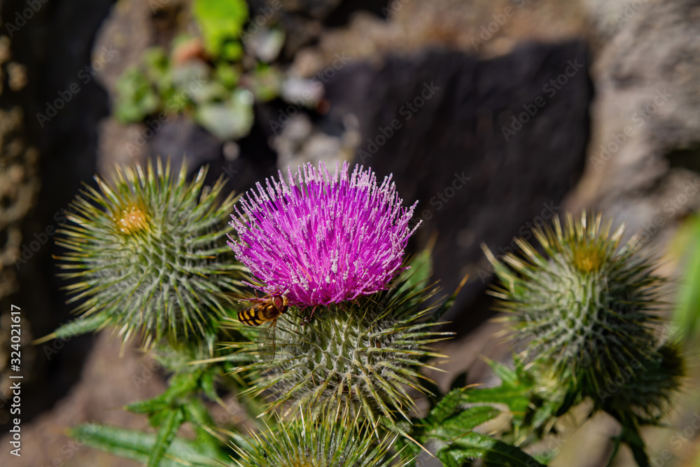 Closeup shot of Milk Thistle blossom Closeup shot of Milk Thistle blossom