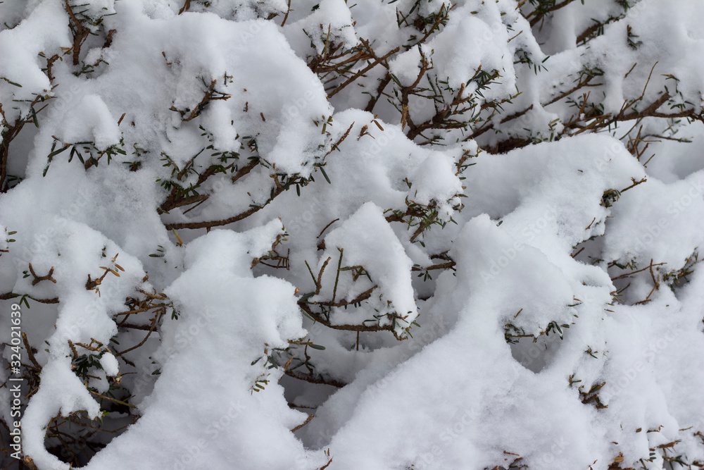 Abstract texture view of heavy snow covering a yew bush in winter Abstract texture view of heavy snow covering a yew bush in winter