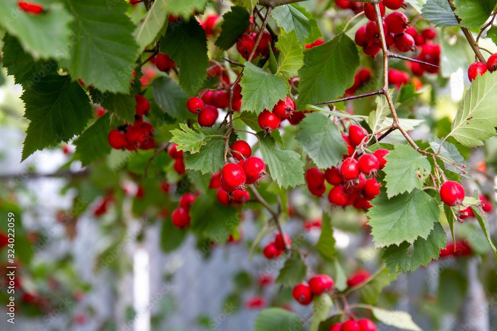 Red ripe hawthorn on a Bush branch in autumn. Natural vitamin.