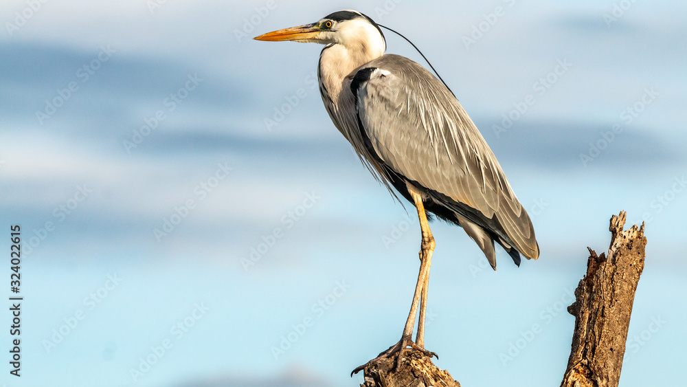 Obraz premium Oiseaux - Masaï Mara Kenya