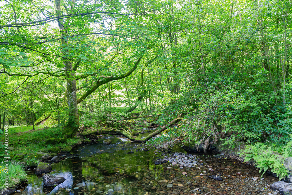 Beautiful nature landscape around Lake Windermere