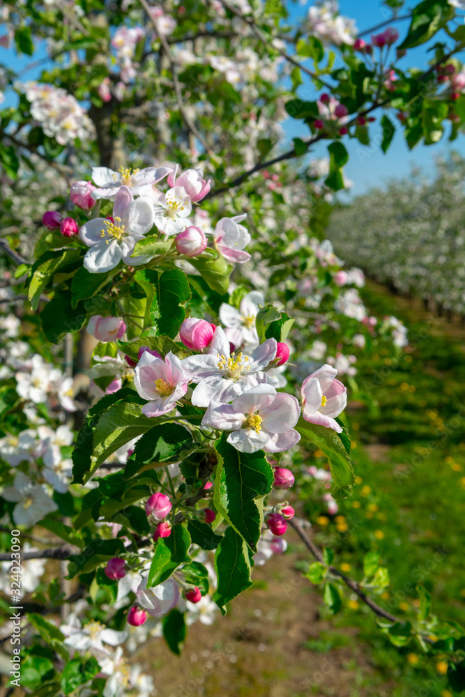 Spring pink blossom of apple trees in orchard, fruit region Haspengouw in Belgium Spring pink blossom of apple trees in orchard, fruit region Haspengouw in Belgium