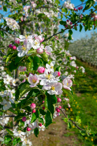 Spring pink blossom of apple trees in orchard, fruit region Haspengouw in Belgium