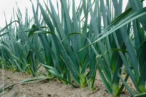 Bild auf Leinwand Bio farming in Europe, field with growing green leek onion