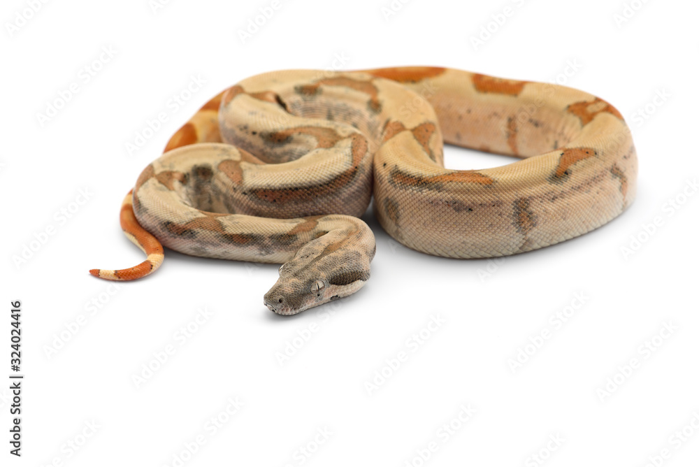 Obraz premium Red Tail Boa isolated on white background